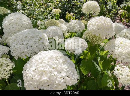 A favorite among gardeners, the elegant Hydrangea arborescens (smooth hydrangea) boasts magnificent white flowers that emerge a delicate shade of gree Stock Photo