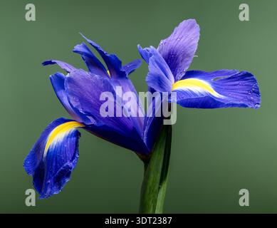 Macro of Blue Dutch Iris Petal with Water Drops on Green Stock Photo