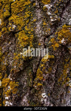 Detailed macro photo capturing vibrant yellow-green lichen growing on the rough textured bark of a tree, highlighting nature's intricate patterns and Stock Photo
