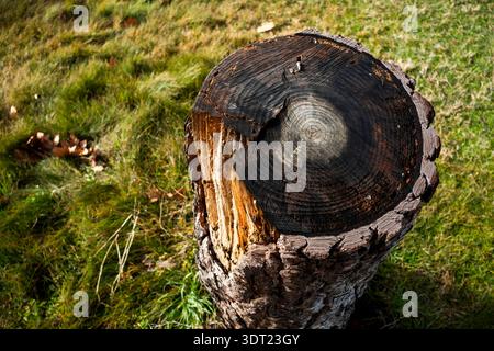 A close-up view of a weathered tree stump in a grassy area, showcasing the intricate details and textures of the wood, highlighting the beauty of natu Stock Photo