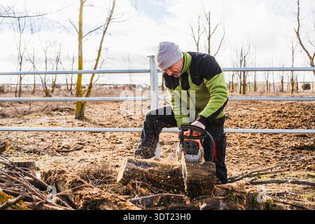 A man in casual outdoor clothing uses a chainsaw to cut through logs in a forest clearing. The scene captures the action of woodcutting with sawdust s Stock Photo