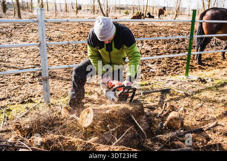 A man uses a chainsaw to cut a felled tree into logs in a rural area. Dressed in warm attire, the setting includes a fenced area with horses and barre Stock Photo
