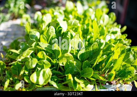 Lettuce shoots or sprouts in sale Stock Photo