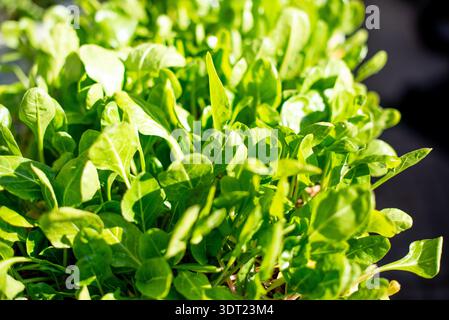 Lettuce shoots or sprouts in sale Stock Photo