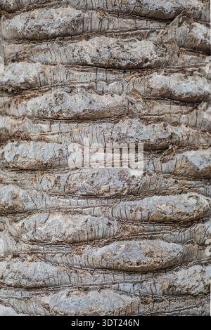 Close-up of a tree trunk showcasing rugged, textured bark with visible grooves and layers, highlighting the intricate details and natural patterns of Stock Photo