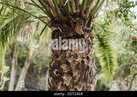 A detailed view of a palm tree trunk showcasing its unique texture and the lush greenery surrounding it. The image highlights the intricate patterns f Stock Photo
