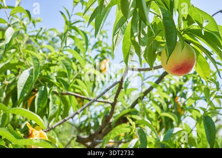 Organic peaches grow on trees in an Okcheon orchard, South Korea. Fresh and sweet early summer harvest from sustainable farming. Stock Photo