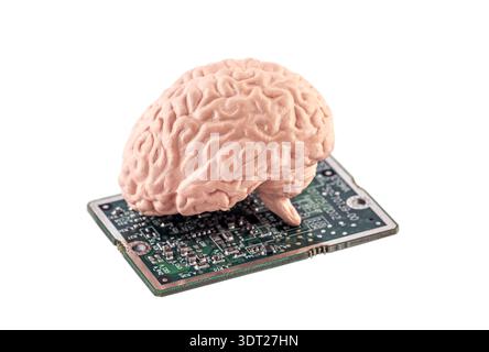 Human brain on small computer circuit board isolated on white background with clipping path Stock Photo