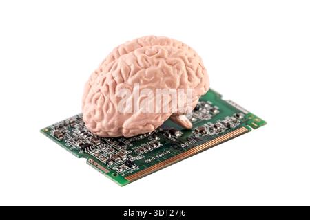 Human brain on small computer card isolated on white background with clipping path Stock Photo