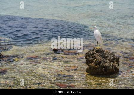 Egret bird waiting on a stone next to shore during sunny day, waiting for fishes - large group of them visible in background Stock Photo