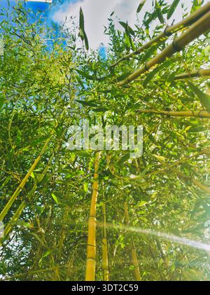 A low-angle worms-eye view of tall bamboo stalks reaching toward a blue sky with soft white clouds featuring a natural lens flare in a Budapest botani Stock Photo