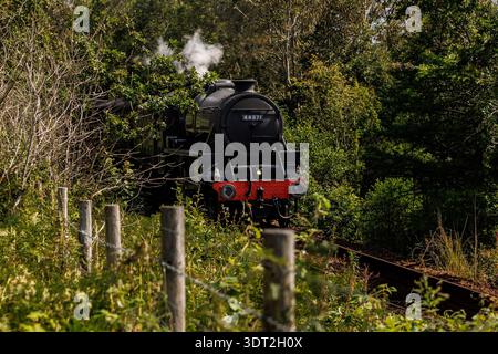 A vintage black steam locomotive moves along tracks surrounded by dense green trees. Thick white smoke billows from the engine funnel as it travels th Stock Photo