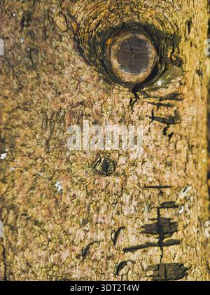 A detailed macro view of a tree trunk showing the complexity of bark scales and a prominent wood knot illuminated by warm sunlight in a Budapest fores Stock Photo