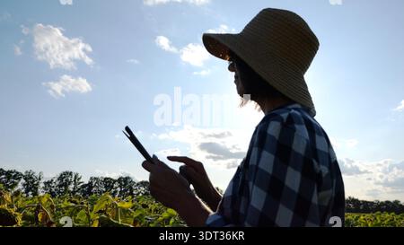 Female agronomist using digital tablet at sunflower meadow at sunny day. Adult farmer monitoring harvest at yellow flower field at sunset. Beautiful Stock Photo