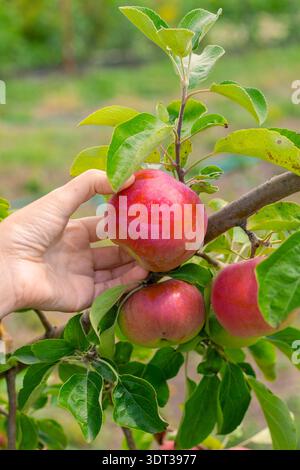 A person hand reaches out to touch a ripe red apple on a green tree branch. harvest season, organic farming, garden fruit. Stock Photo