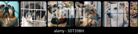 Collage of large group of homeless dogs in animal shelter. Composite portrait image of stray dogs Stock Photo