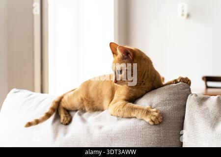 Orange tabby cat lying on the back of a sofa indoors, resting with paws stretched out and looking to the side in soft natural light Stock Photo
