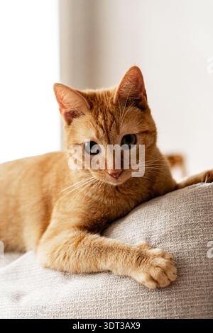 Close-up of an orange tabby cat lying on the back of a sofa indoors, looking directly at the camera in soft natural light Stock Photo