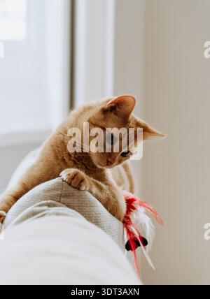 Orange tabby cat lying on the back of a sofa indoors, reaching down with its paw toward a feather toy in soft natural light Stock Photo