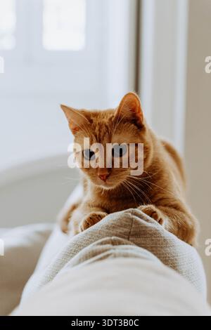 Close-up of an orange tabby cat sitting on the back of a sofa indoors, resting its paws on the edge and looking down in soft natural light Stock Photo