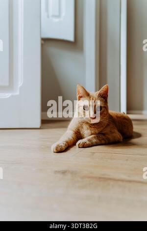 Orange tabby cat lying on a wooden floor indoors near a doorway, resting calmly and looking forward in soft natural light. Stock Photo