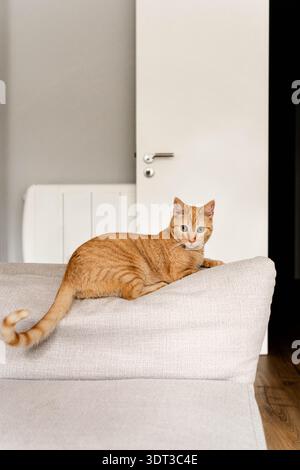 Orange tabby cat lying on the back of a white sofa in a minimal home interior, looking at the camera in soft natural light Stock Photo