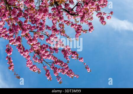 Branch of pink cherry tree in bloom on blue sky background, cherry blossom in spring, hanami season in Japan Stock Photo