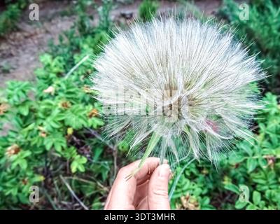 Delicate goatsbeard seedhead with silvery feathery plumes held in hand against green garden background. Fluffy dandelion-like tragopogon Stock Photo