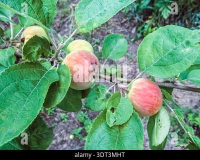 Unripe red-striped apples hang on a branch, surrounded by lush green leaves. This image captures the early summer fruit development cycle Stock Photo