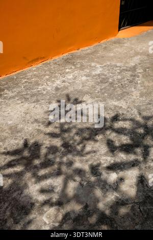 Abstract shadow of leaves on a gray cement floor Stock Photo