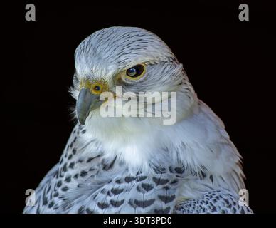 Fine art portrait of a gyrfalcon against a deep black background, showing the elegant curve of the neck, intricate feather detail, and a powerful gaze Stock Photo