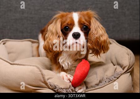 Cavalier Dog holds red stuffed toy in paws and plays with it while lying in dog bed, close-up Stock Photo