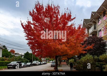 Large vibrant red maple tree on a residential street during autumn in Vancouver Canada Stock Photo