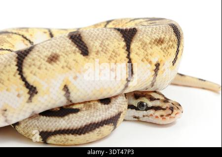 Ball python (Python regius) of the Bumble Bee morph on white background ...