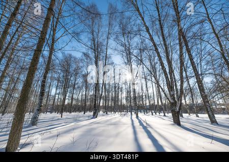 Wide birch vista under clear blue sky winter cold day, distant horizon, rhythmic tree lines casting deep shadows, composition for editorial travel and Stock Photo