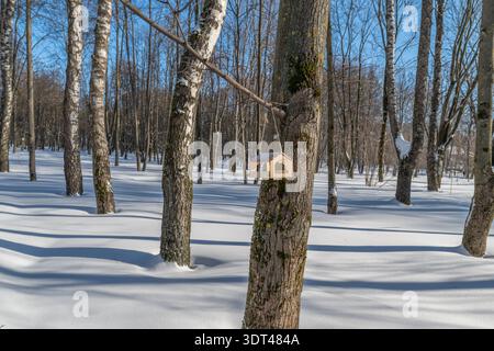 Sunlit birch grove with birdhouse mounted on mossy trunk, pristine snow blanket, long tree shadows across field, crisp blue sky, tranquil winter refug Stock Photo
