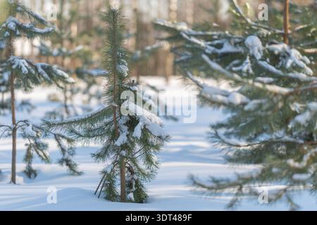 Pine in snow. Young pine amidst cold snow. Solitary pine covered with frost in winter landscape. Lone pine tree standing tall in snow with frosted tru Stock Photo