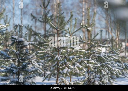 Snow covered young pine saplings bathed in warm morning light, shallow depth of field showing delicate frost on needles, soft bokeh birch trunks in ba Stock Photo