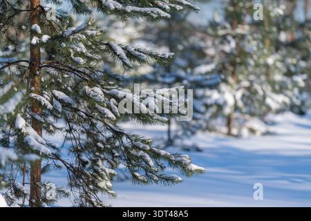 Tree branch framing. Peaceful snowy scene accentuated by pine and shadows. Quiet snowcovered clearing bordered by pine branches and delicate shadows Stock Photo
