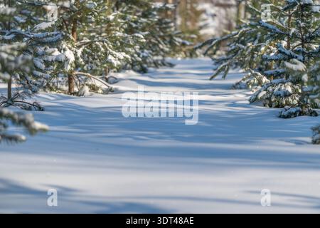 Snow covered pine trees lining path, untouched powder underfoot, dappled sunlight casting long blue shadows, frosted branches glistening, tranquil sil Stock Photo