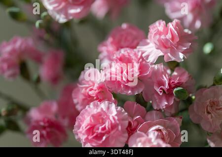 Pink spray carnations by window, morning interior scene with stems and green buds, cozy slowliving atmosphere, sustainable floral styling, soft shadow Stock Photo