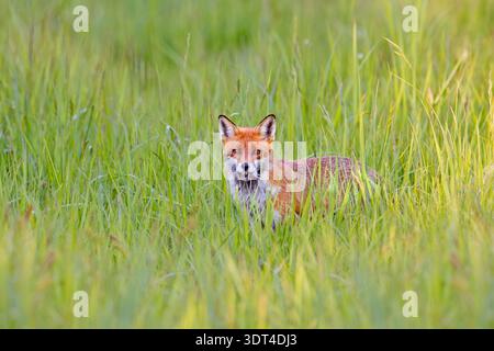 Red fox (Vulpes vulpes) with caught mouse prey in muzzle, hunting in grassland / meadow in spring Stock Photo