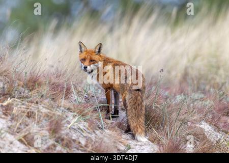 Red fox (Vulpes vulpes) adult with kit / cub near burrow / den in the sand dunes along the coast in spring Stock Photo