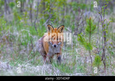 Red fox (Vulpes vulpes) hunting among fresh shoots of pine trees at edge of coniferous forest in spring Stock Photo