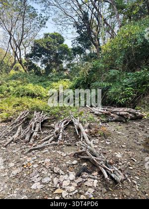 Freshly cut tree branches stacked in tropical forest.this photo was taken from Chittagong, Bangladesh. Stock Photo