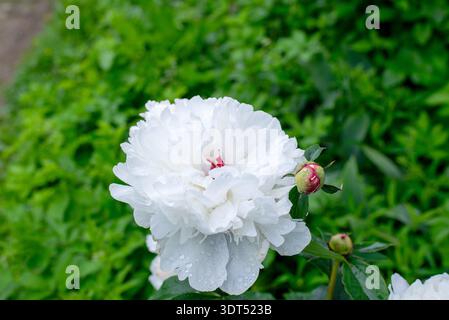 A horizontal shot of a lush white peony in full bloom, featuring delicate petals covered with fresh dew or raindrops. A small red-tipped bud is visibl Stock Photo