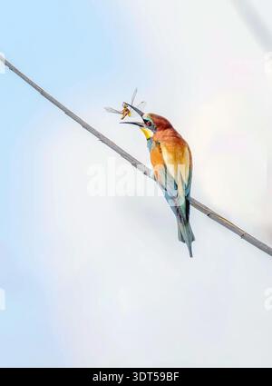 Bee-eater tossing a dragonfly in the air before eating Stock Photo
