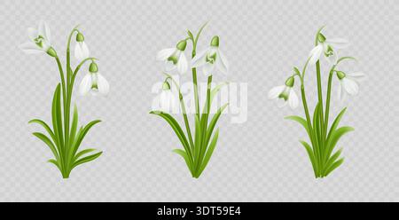 Snowdrop Flower on Transparent Background Stock Vector