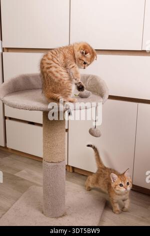 Active kitten playing with a toy mouse on a cat tree. Stock Photo
