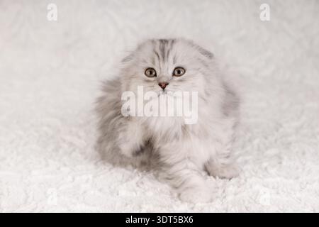 Adorable Silver Kitten Scratching Itself on Soft White Background Stock Photo